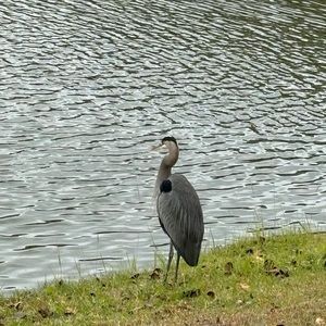 Meet your Posher, Jac